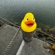 Jumbo Rubber Duck