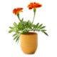 Modern Sprout® Garden Vibes Candle Marigold Planter