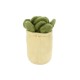 Chelsea Teddy Bear™ Zensies Succulent Plush, 7"
