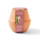 Modern Sprout® Modern Terracotta Grow Kit - Bonsai