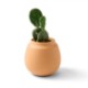 Modern Sprout® Modern Terracotta Grow Kit - Cactus