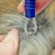 Tick Remover