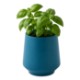 Modern Sprout Rooted Candle - Basil