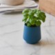 Modern Sprout Rooted Candle - Basil