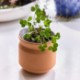 Modern Sprout® Tiny Terracotta Planter - Lucky to Have You