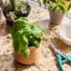 Modern Sprout® Tiny Terracotta Planter - Big Congrats