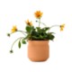 Modern Sprout® Tiny Terracotta Planter - Thank You