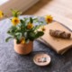 Modern Sprout® Tiny Terracotta Planter - Thank You