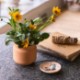 Modern Sprout® Tiny Terracotta Planter - Thank You