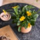 Modern Sprout® Tiny Terracotta Planter - Thank You