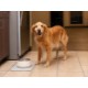 Stanley® Stainless Steel Pet Bowl, 48oz.