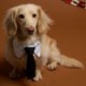Paws & Claws Neck Tie Collar