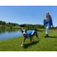 Paws & Claws Reflective Pet Vest - Large