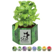 Pop-Up Flower Planter Kit