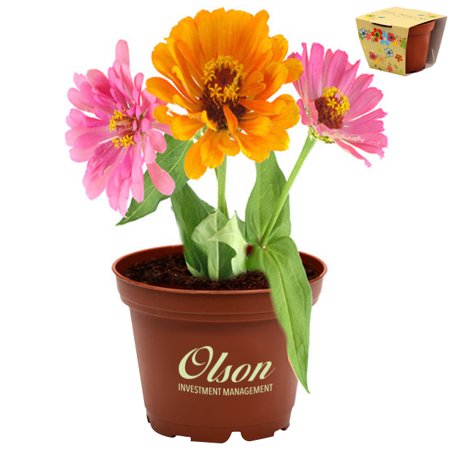 Product Photo 1 Petite Terra Cotta Flower Planter Kit