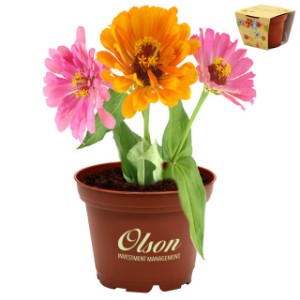 Petite Terra Cotta Flower Planter Kit - AG2490