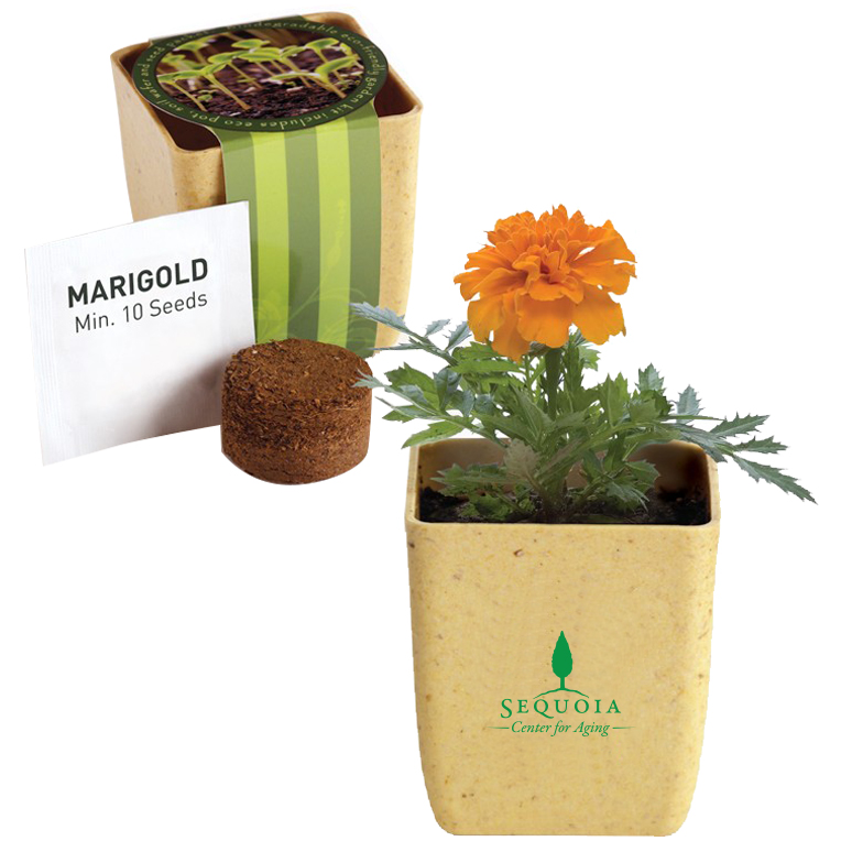 Product Photo 1 Flower Pot Set w/ Marigold Seeds