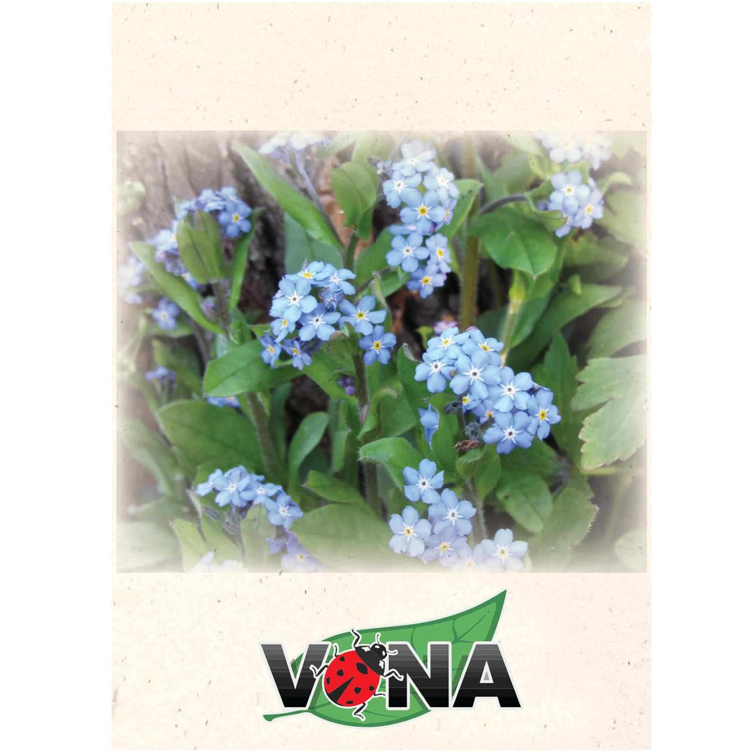 Product Photo 1 Forget Me Not Seed Packet