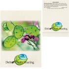 Photo 6 Money Plant Seed Packet