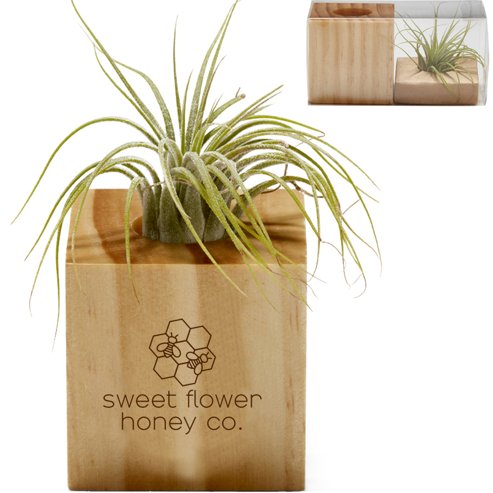 Product Photo 1 Wooden Cube Air Plant