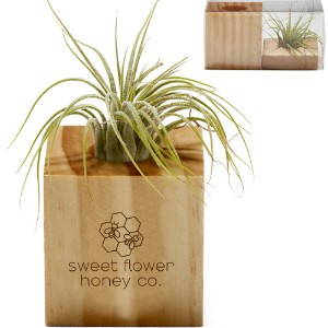 Wooden Cube Air Plant - JN3202