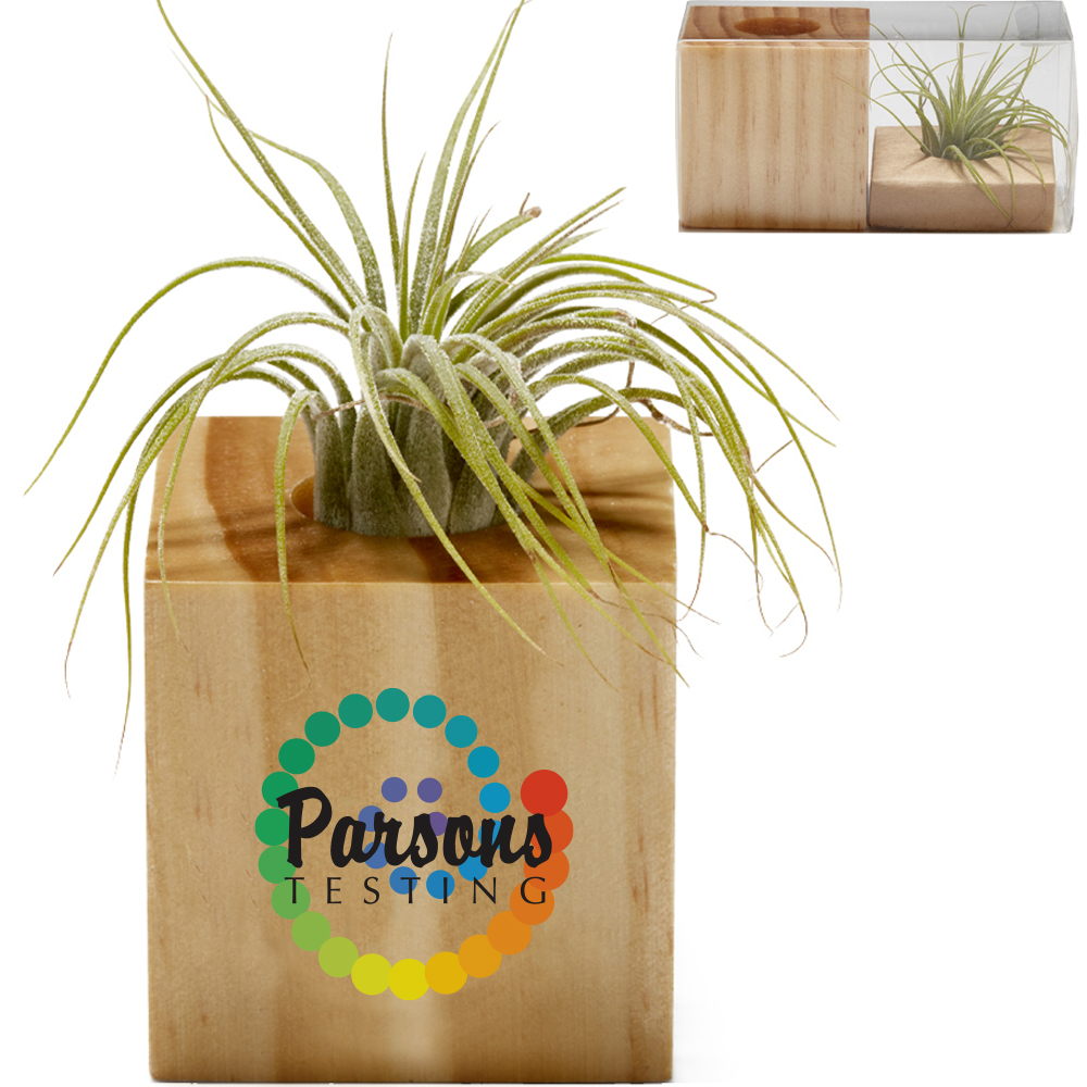 Product Photo 1 Wooden Cube Air Plant