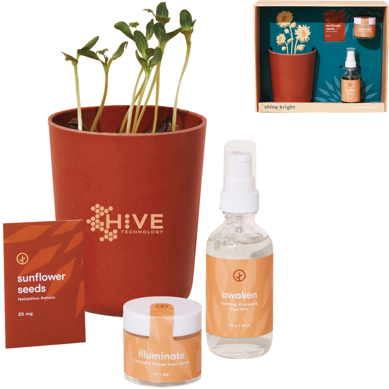 Product Photo 1 Modern Sprout® Shine Bright Take Care Sunflower Kit