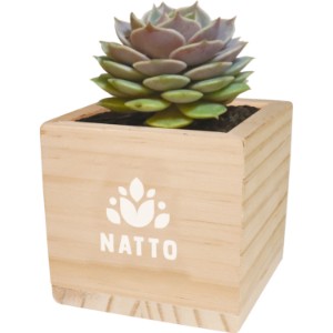 Wooden Cube Grow Kit w/ Succulent - FD1043