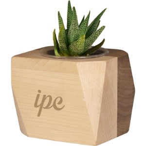 Geometric Maple & Walnut Wooden Planter Kit w/ Succulent - FD1046