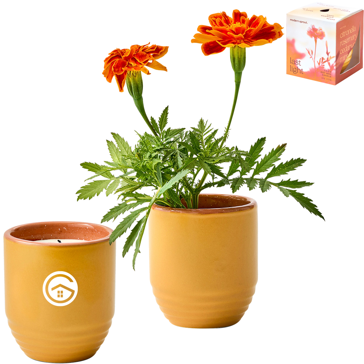 Product Photo 1 Modern Sprout® Garden Vibes Candle Marigold Planter