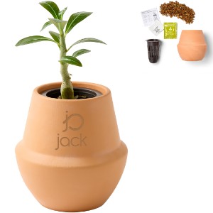 Modern Sprout® Modern Terracotta Grow Kit - Bonsai - GM2702