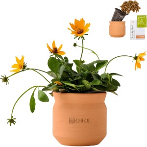 Modern Sprout® Tiny Terracotta Planter - Thank You - GM2873