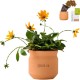 Modern Sprout® Tiny Terracotta Planter - Thank You